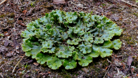 2025-12-10_Marchantia-polymorpha-at-Monash_Tom-Fisher